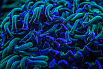 Anchor coral (euphyllia ancora)