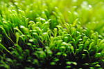 Fissidens sp. Mini