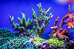 Acropora, montipora digitata red