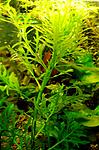 .   (Hygrophila (Synnema) difformis) - 5 .