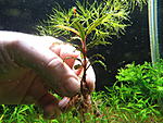 Bucephalandra sp. Velvet Leaf 4
