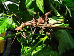 Trachyaretaon brueckneri 