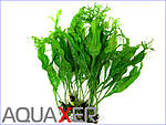   (Microsorum pteropus windelv)