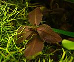    Ludwigia sp. 'Guinea'