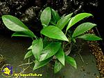 Anubias barteri