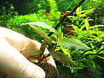 Bucephalandra sp. Copper Leaf