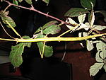 Alienobostra brocki  2