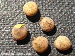 Paramenexenus laetus eggs