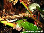Mnesilochus sp. Marinduque    ..