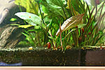 Cryptocoryne pontederiifolia1