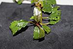 Bucephalandra sp.Enae