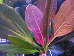 Echinodorus 'Hadi Red Pearl'