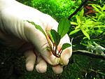 Busephalandra sp. Manimbow