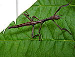 Achrioptera fallax L1(2)