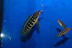 IMG 9594