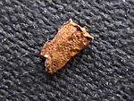 Onchestus rentzi 