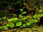      (Hydrocotyle verticillata)