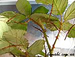 Onchestus rentzi L111