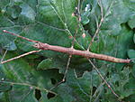 Baculum extradentatum 