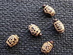 Periphetes forcipatus 