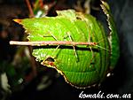 Mnesilochus sp. Marinduque L3