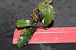 Bucephalandra sp.Theia V9