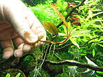 Busephalandra sp. Shine Blue