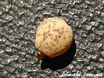 Paramenexenus laetus egg
