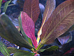 Echinodorus 'Hadi Red Pearl'