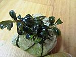 Bucephalandra sp. Kedagang ( new location)