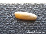 Hemiplasta falcata egg