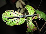 Acanthomenexenus polyacanthus  