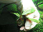 Bucephalandra sp. Blue Green