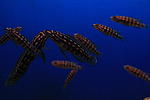 IMG 9568
