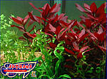 ludwigia rubin 1