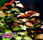 ludwigia repens 1