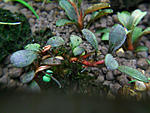 Bucephalandra sp. pygmae Rajang