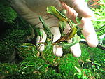 Busephalandra sp. Sintang, West Kalimantan