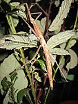 paramenexenus laetus   2