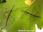 Mnesilochus sp. from Marinduque L1 (2)