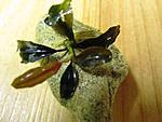 Bucephalandra sp. Cherish-3