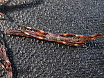 Datames mouhotii L 1   