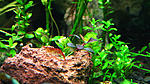 bucephalandra sp. T 4
