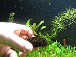 Busephalandra sp. Seri Aman