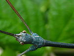 Ramulus nematodes Blue   (3)