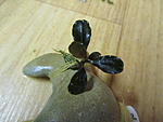 Bucephalandra sp. Kudangan