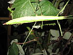 paramenexenus laetus  