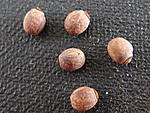 Cranidium gibbosum 