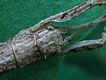 Lamponius guerini    