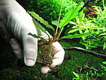 Bucephalandra sp. Shine Green